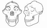 Australopithecus Sediba Cc0 sketch template