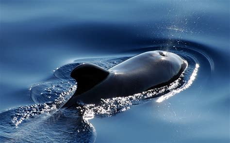 images sea water nature swim humpback whale vertebrate atlantic animal world