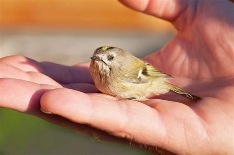 top  small  cute birds   world