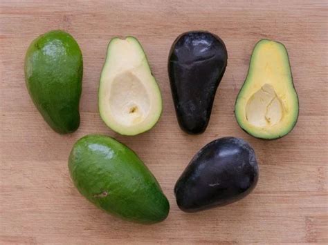 mexicola   avocado growing food avocado types