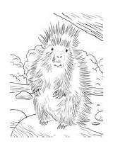 Porcupine Coloring Baby Cute Supercoloring North American Pages Porcupines Colorings Ies Category sketch template