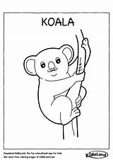 Koala Coloring Worksheets Kidloland Printable Pages Kids Activity Word Christmas Worksheet sketch template