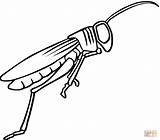 Grasshopper Locust Konik Gafanhotos Gafanhoto Coloring4free Cavalletta Insects Grasshoppers Malowanka Saltar Designlooter sketch template