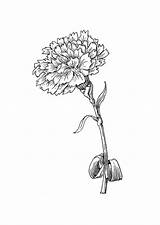 Flower Carnation Coloring Pages Tattoo Drawing Birth Tattoos Outline Realistic Super Edupics School Marigold January Drawings Large Visit Choose Board sketch template