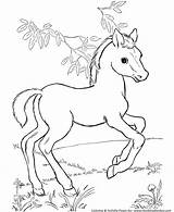 Foal Foals sketch template