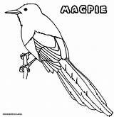 Magpie Coloring Pages Colorings Print Designlooter sketch template