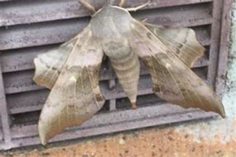 giant sex crazed moths have awakened and they are on the prowl for