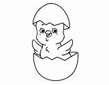 Pollito Pulcino Colorare Pasqua Pascua Buona Huevo Colorir Ovo Pollitos Naciendo Uovo Pintinho Pollo Animales Saliendo Acolore Animado Pascoa Colorato sketch template