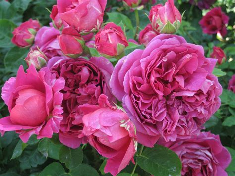 david austin roses sisley garden tours sisley garden tours
