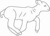 Lamb Pages Coloring Running Baby Related sketch template