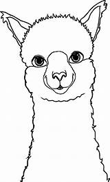 Alpaca Coloring Drawing Llama Pages Cartoon Face Colouring Lama Alpacas Clipart Animals Wecoloringpage Animal Drawings Baby Printable Cute Template Zeichnung sketch template