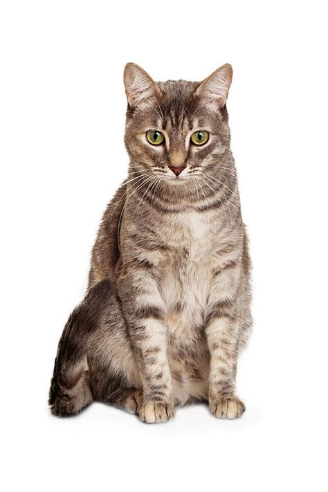 young tabby cat sitting   photograph  good focused fine