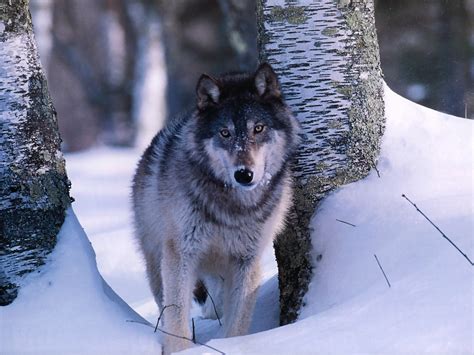 grey wolf  deep snow wolves wallpaper