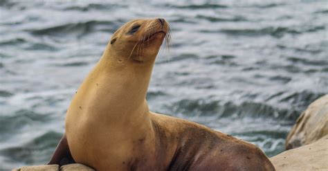 brown seal  stock photo