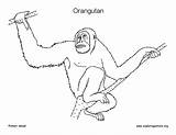 Coloring Orangutan sketch template