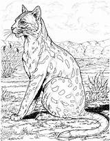 Leopard Coloring Pages Colouring Animals Print Coloringbay Habitat Amur Template sketch template