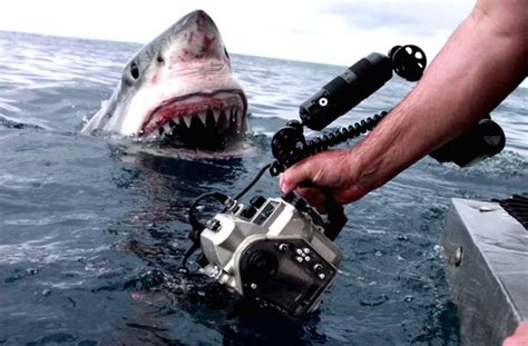 Shark Great White Image Circa Jaws Captured By Film Crew