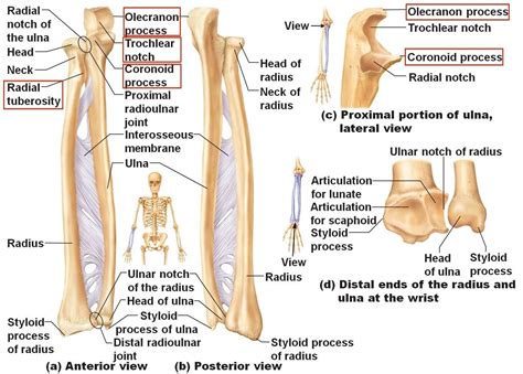 anatomy  ulna bone kine  study guide   biltz instructor