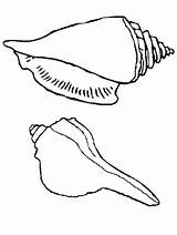 Coquillage Shells Seashell Coloriages Snail sketch template
