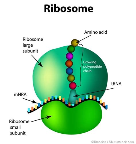 ribosome structure