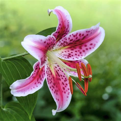 lily oriental stargazer easy  grow bulbs