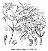 Fennel Engraved Engraving Vulgare Foeniculum sketch template