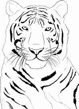 Tiger Coloring Pages Face Drawing Printable Kids Animal Outline Print Choose Board Easy sketch template