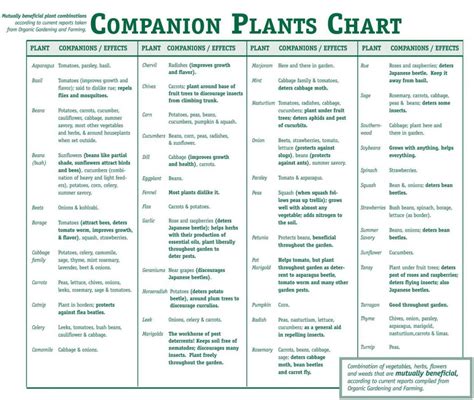 ultimate guide  companion planting home  gardening ideas