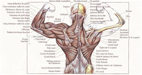 resultat de recherche dimages pour quels sont les muscles du dos