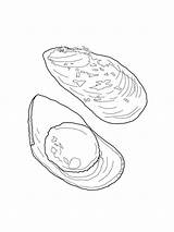 Mussel Cozza Moules Coloriages Stampare sketch template