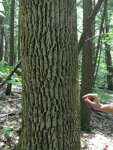 hickory tree bark types porsche crist