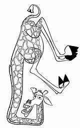Melman Madagaskar Kolorowanki Madagascar Colorare Disegni Colorear Druku Kolorowanka Dibujos żyrafa Bajki Malvorlagen Cartone Gia Colorkid Bohaterami Pingwiny Obrazek Madagaskaru sketch template