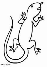 Lucertole Lizard Portalebambini Articolo sketch template