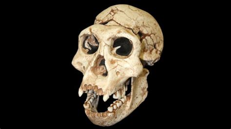 Research Suggests Early Humans Had Even More Interspecies