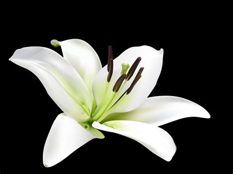 vector lily flower  vinczzt  deviantart