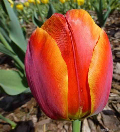 tulipan tulipa apeldoorn elite rostlina zahrada cscom