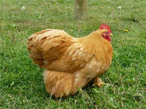 best 77 banty chickens images on pinterest backyard chickens roosters and chicken coops