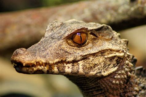 caiman ideas  pinterest crocodiles crocodile  alligators
