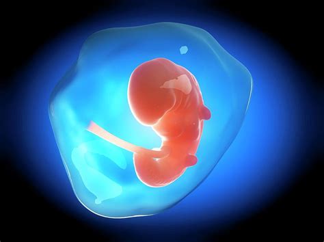 human fetus   month photograph  sebastian kaulitzki pixels