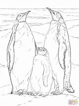 Emperor Penguins Realistic Supercoloring Designlooter sketch template