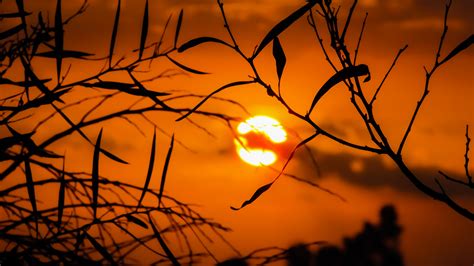 무료 이미지 나무 자연 분기 식물 하늘 태양 해돋이 일몰 햇빛 아침 잎 꽃 새벽 황혼 저녁 반사