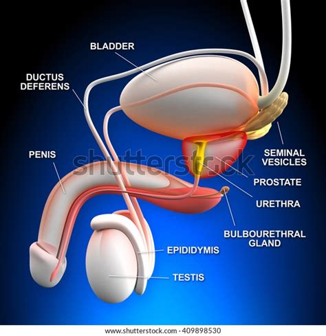 Male Reproductive System 3d Illustration Stock Illustration 409898530