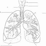 Lungs Respiratory Colouring sketch template