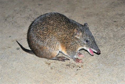 southern brown bandicoot isoodon obesulus happy    beautiful
