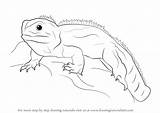 Tuatara Drawing Draw Step Reptiles Drawingtutorials101 Drawings Tutorials sketch template