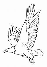 Aguilas Bald Prey Hawk Colorear Oiseaux Cette Webstockreview Clipground Downloadclipart sketch template