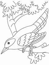 Cuckoo Coloring Pages Bird Branch Birds Sitting Printable Designlooter Drawings 8kb sketch template