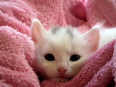 cute  kitten  stock photo public domain pictures