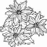 Poinsettia Coloring National Artistic Drawing Fruit Bit sketch template