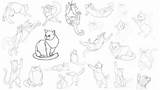 Disegnare Gatto Gatti Imparare Schizzi Anatomia Posa Mostro Vari Kittycats Guardado sketch template